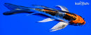 6" ARAGOKE BENI KIKOKURYU BUTTERFLY