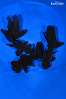 PACK OF (3) 5-5.5" TELESCOPE FANTAIL GOLDFISH