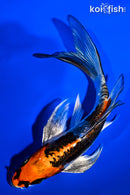 6" ARAGOKE BENI KIKOKURYU BUTTERFLY
