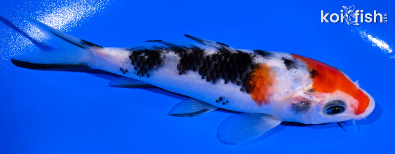 4.75" SANKE