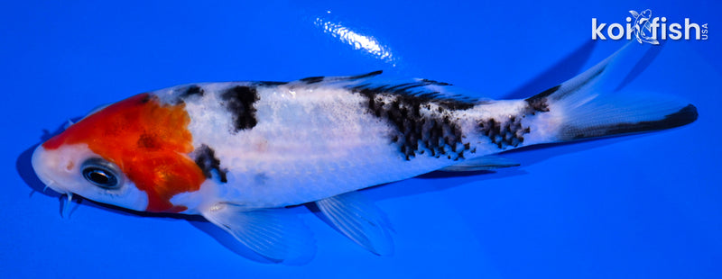 4.75" SANKE