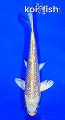 6" GINRIN YAMABUKI OGON