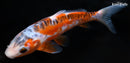 7" HI SHUSUI