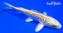 6" GINRIN YAMABUKI OGON