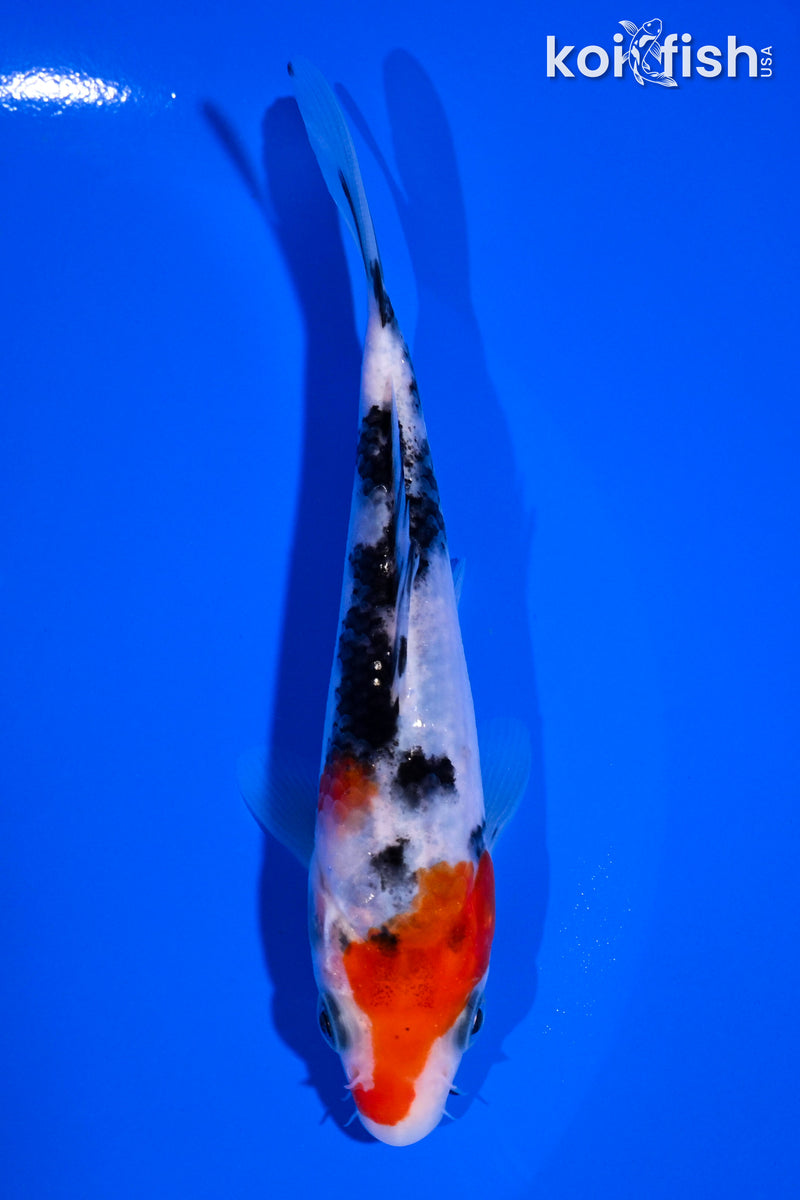 4.75" SANKE