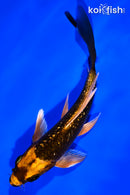5.25" GINRIN ORENJI MATSUBA BUTTERFLY