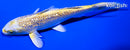 6" GINRIN YAMABUKI OGON