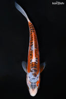7" HI SHUSUI
