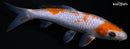 6.75" OCHIBA SHIGURE