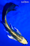 6.5" GINRIN KI MATSUBA BUTTERFLY