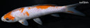 6.75" OCHIBA SHIGURE