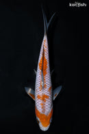 6.75" OCHIBA SHIGURE