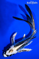 6" GINRIN GINGA BUTTERFLY
