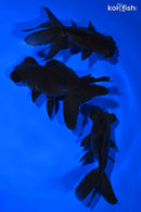 PACK OF (3) 4.75-5" TELESCOPE FANTAIL GOLDFISH