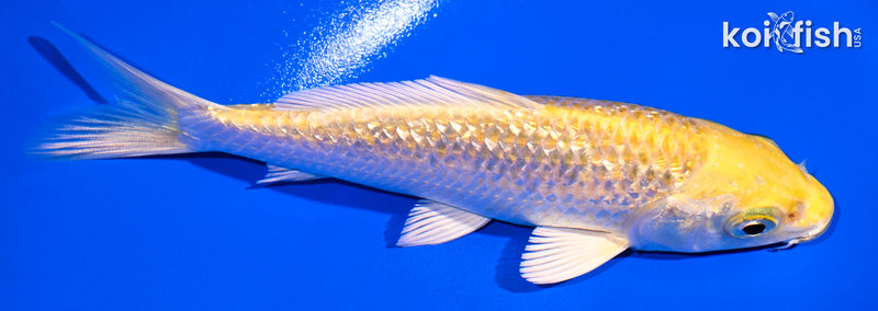 4.75" GINRIN YAMABUKI OGON