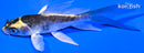 5" DOITSU KABUTO BUTTERFLY
