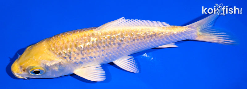 4.75" GINRIN YAMABUKI OGON
