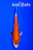 5.75" HARIWAKE