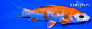 5.75" HARIWAKE