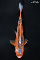 6.5" HI SHUSUI