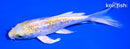 5.25" GINRIN LEMON HARIWAKE BUTTERFLY