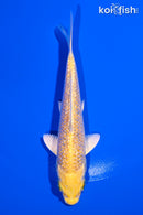 4.75" GINRIN YAMABUKI OGON