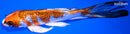 5" KUCHIBENI KUJAKU BUTTERFLY