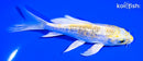 5.25" GINRIN LEMON HARIWAKE BUTTERFLY