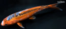 6.5" HI SHUSUI