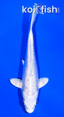 5.5" GINRIN PLATINUM OGON