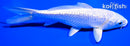 5.5" GINRIN PLATINUM OGON