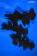 PACK OF (3) 4.75-5" TELESCOPE FANTAIL GOLDFISH