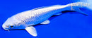 5.5" GINRIN PLATINUM OGON