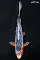 6.5" ASAGI