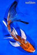 5" KUCHIBENI KUJAKU BUTTERFLY