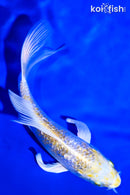 5.25" GINRIN LEMON HARIWAKE BUTTERFLY