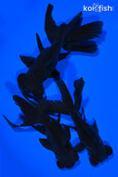 PACK OF (3) 5-5.25" TELESCOPE FANTAIL GOLDFISH