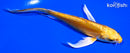 5.75" DOITSU YAMABUKI OGON BUTTERFLY