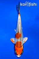6" KUJAKU