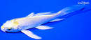 4.75" LEMON HARIWAKE BUTTERFLY