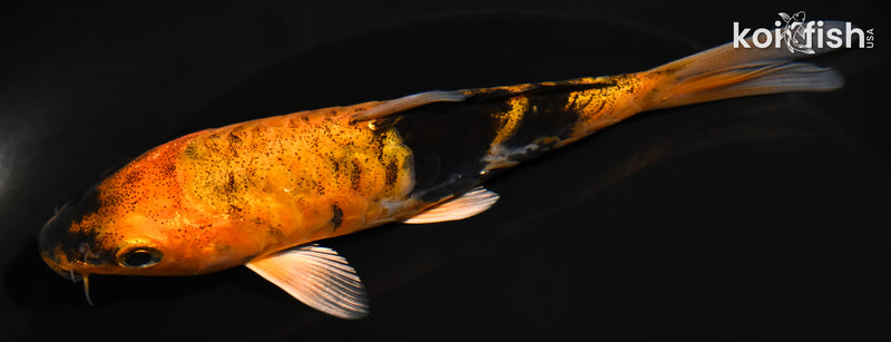 5" ARAGOKE HI UTSURI