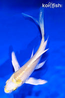 4.75" LEMON HARIWAKE BUTTERFLY