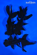 PACK OF (3) 5-5.25" TELESCOPE FANTAIL GOLDFISH