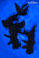 PACK OF (3) 5-5.25" TELESCOPE FANTAIL GOLDFISH