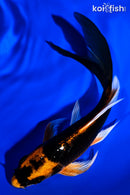 6" KABUTO BUTTERFLY