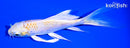 5.5" LEMON HARIWAKE BUTTERFLY
