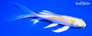 5.5" LEMON HARIWAKE BUTTERFLY