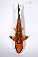 7" BENI KIKOKURYU