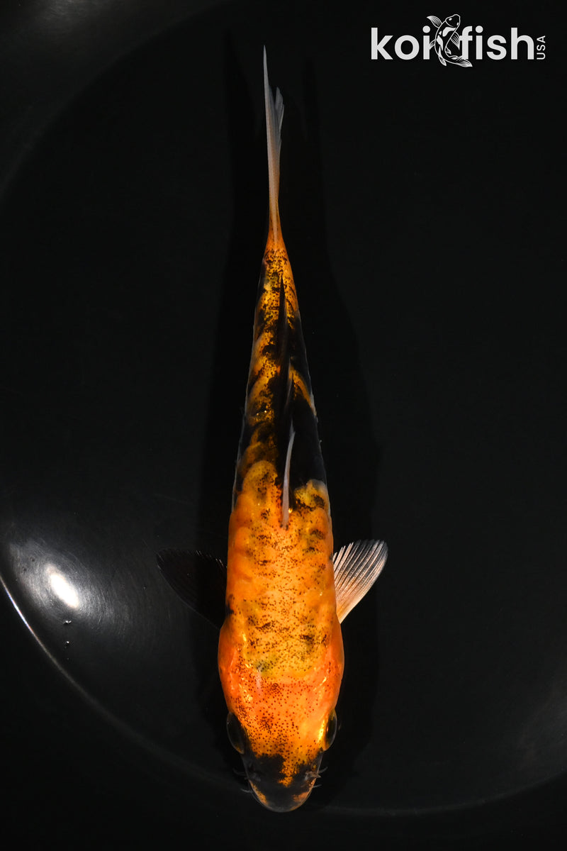 5" ARAGOKE HI UTSURI