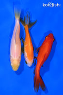 PACK OF (3) 4.-4.25" WAKIN GOLDFISH